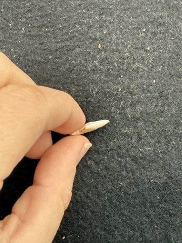 Arrow Point Indian Artifact Arrowhead - 3
