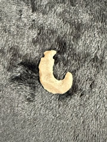 Flint Hook Indian Artifact Arrowhead - 2