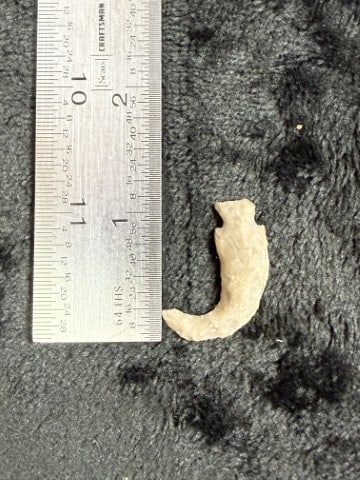 Flint Hook Indian Artifact Arrowhead: KEY WORDS: INDIAN ARTIFACT ARTIFACTS ARROWHEAD ARROWHEADS NATIVE AMERICAN MISSISSIPPIAN QUAPAW CADDO POTTERY COINS MORGAN DOLLAR PEACE DOLLAR SILVER COINS. All coins have been Sigma tested for