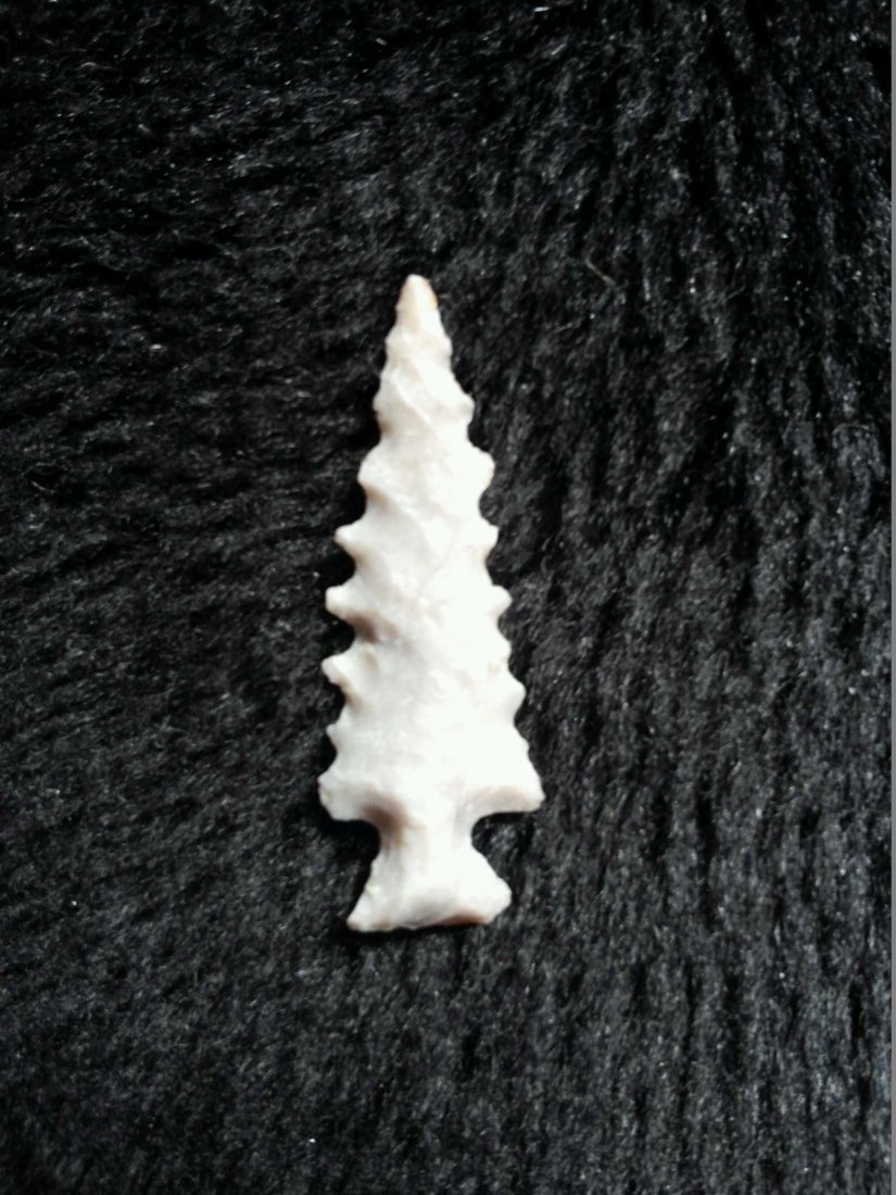 SEQUOYAH: FROM TURNBACK CREEK OR LIMESTONE CREEK DADE CO. MO