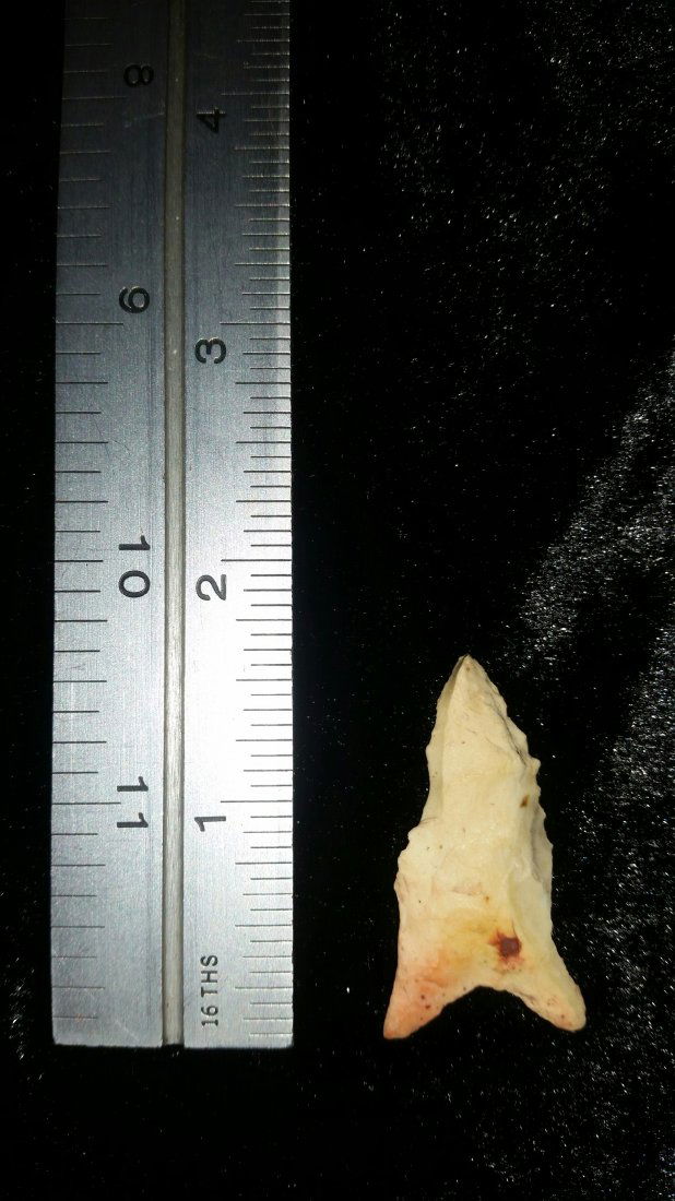 ARKANSAS DALTON (1 of 1)