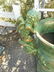 Amazing Pair of Cast Iron Urns with Cherubs on the Side - 3