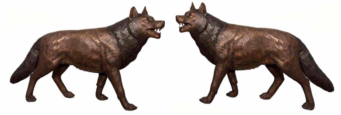 Stunning Bronze Wolf (1 of 3)