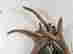item-130261495=5