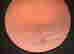 item-131511666=5