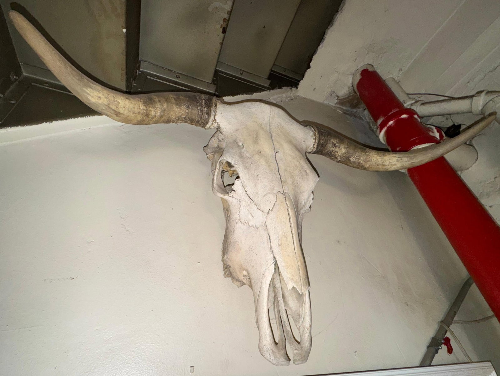Vintage Wall-Mounted Steer Skull - 2