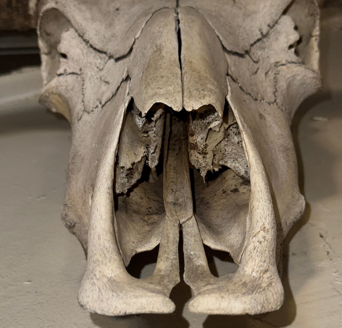 Vintage Wall-Mounted Steer Skull - 3