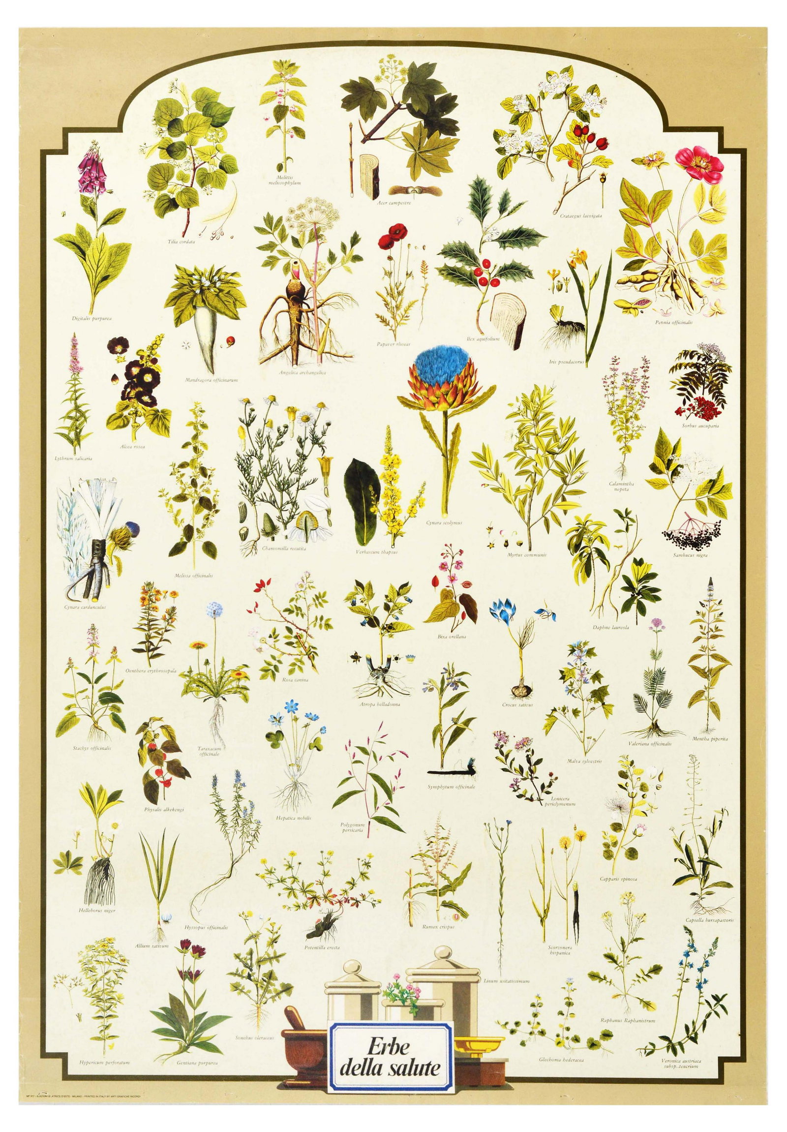 Advertising Poster Herbs Health Erbe Della Salute: Original vintage advertising poster Herbs of Health / Erbe Della Salute, featuring illustrations of various herbs - mandragora, melissa, chamomile, valerian, peppermint, peony, iris, maple etc. set ov