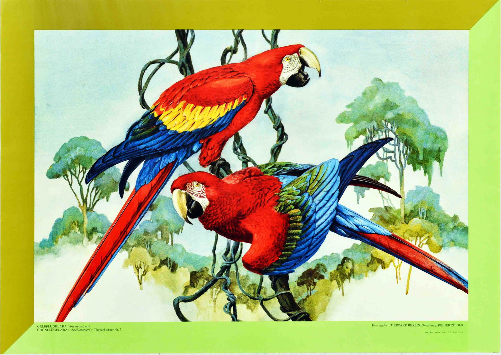 Travel Poster Tierpark Berlin Zoo Parrots Macaw: Original vintage travel advertising poster published by Tierpark Berlin Zoo featuring a great illustration of colourful large yellow-winged macaw and green-winged macaw sitting on a tree branch. Berli