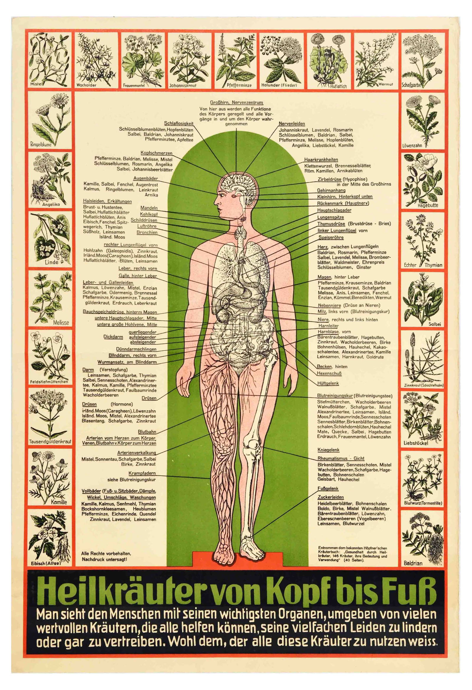 Advertising Poster Medicinal Herbs Homeopathy Heilkrauter Health Medicine: Original vintage health poster - Medicinal herbs from head to toe / Heilkrauter von kopf bis fuss - featuring an illustration of a human body marking body parts and organs and listing various plants,