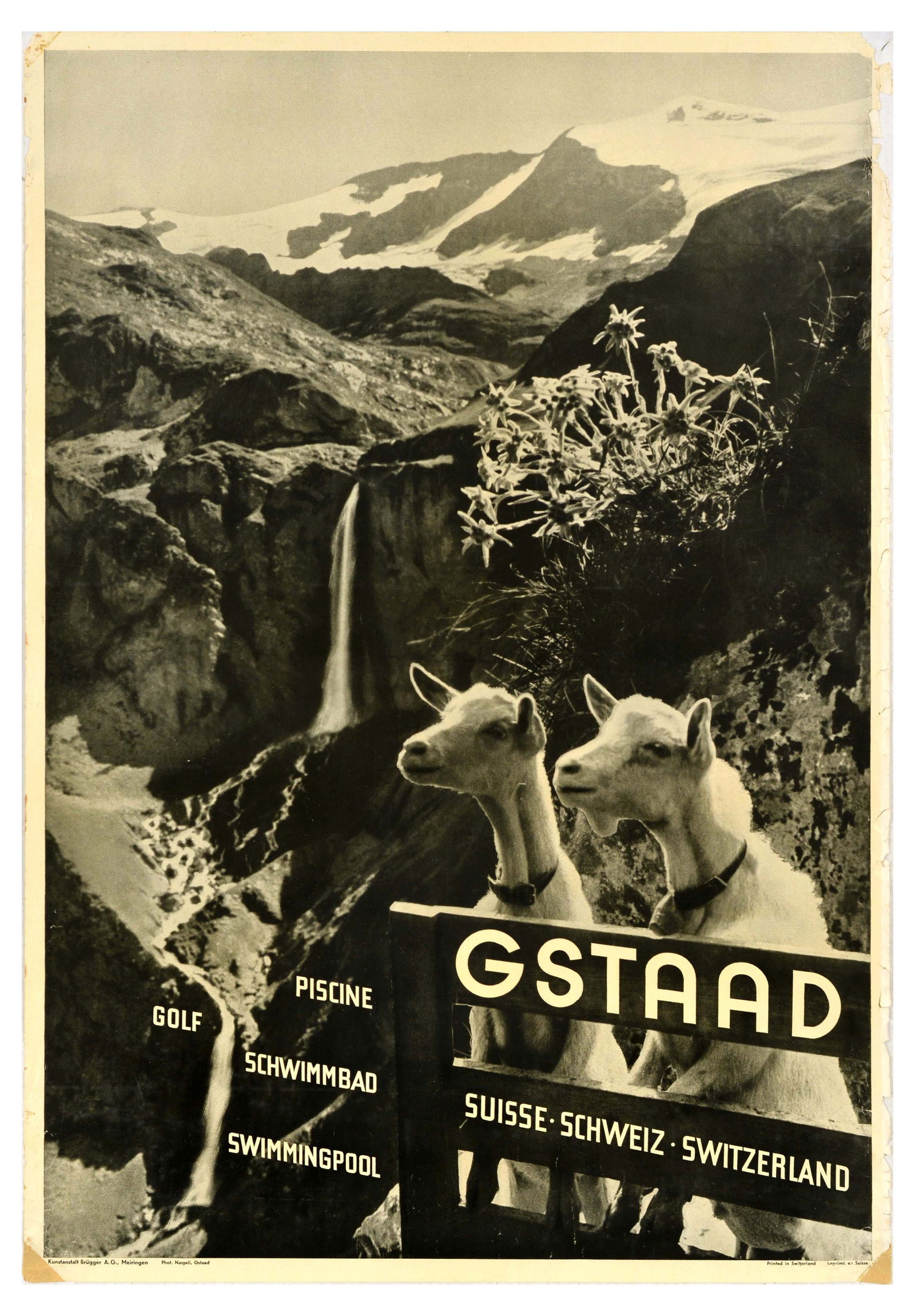 Travel Poster Gstaad Suisse Switzerland Goat Golf Swimming Pool: Original vintage travel poster for Gstaad advertising golf and swimming pool, featuring a photograph by Jacques Naegeli (1885-1971) depicting goats leaning against a fence and stunning views of the Be
