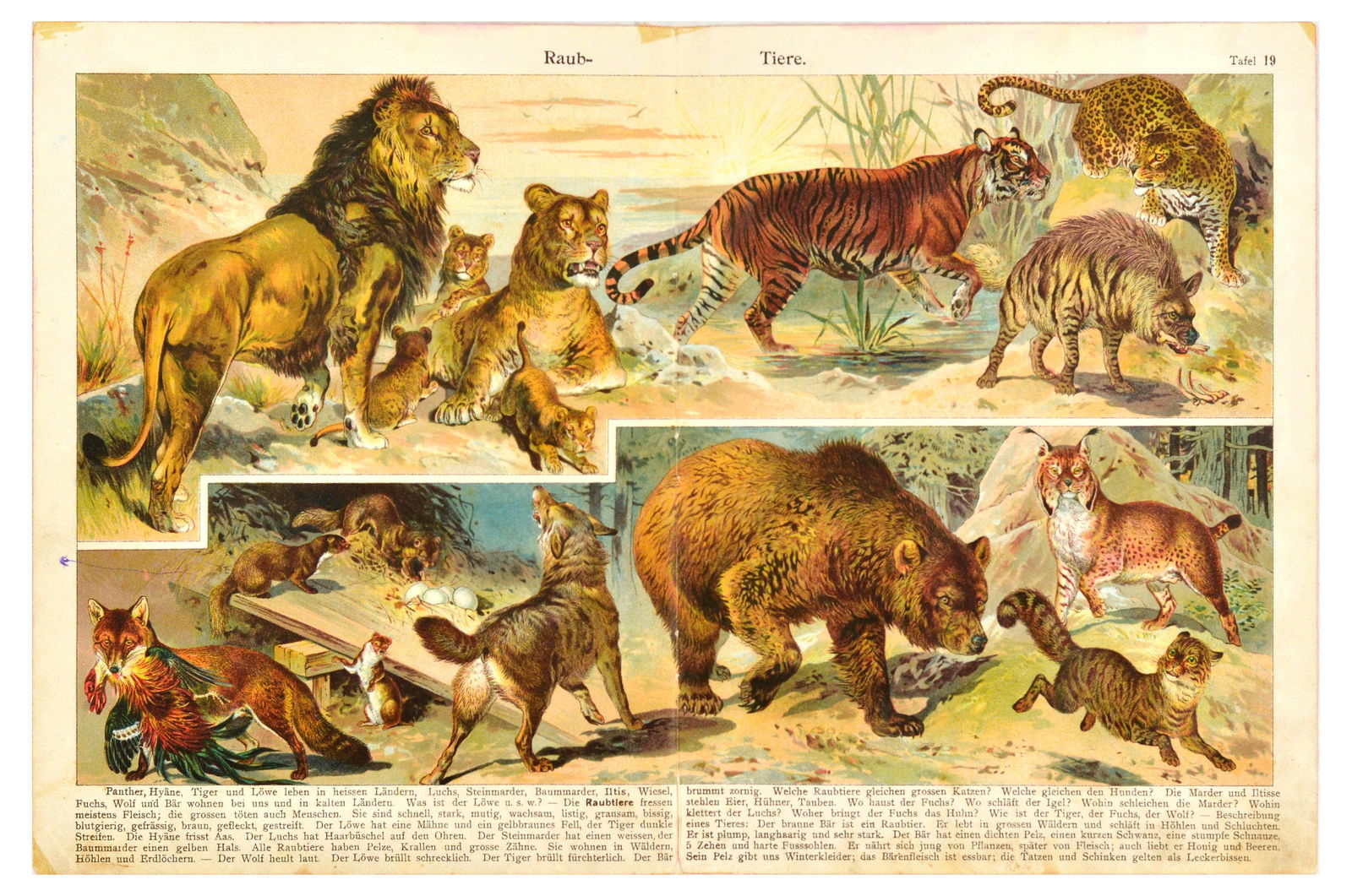 Animal Chromolithograph Print Set Wild Animals Woodland Fruit (1 of 3)