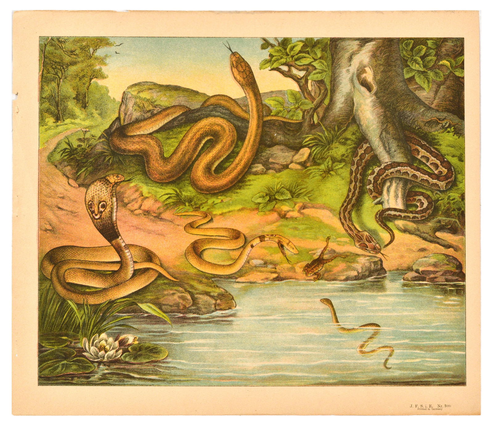 Antique Print Lithograph School Aid Snakes Cobra Frog (1 of 1)