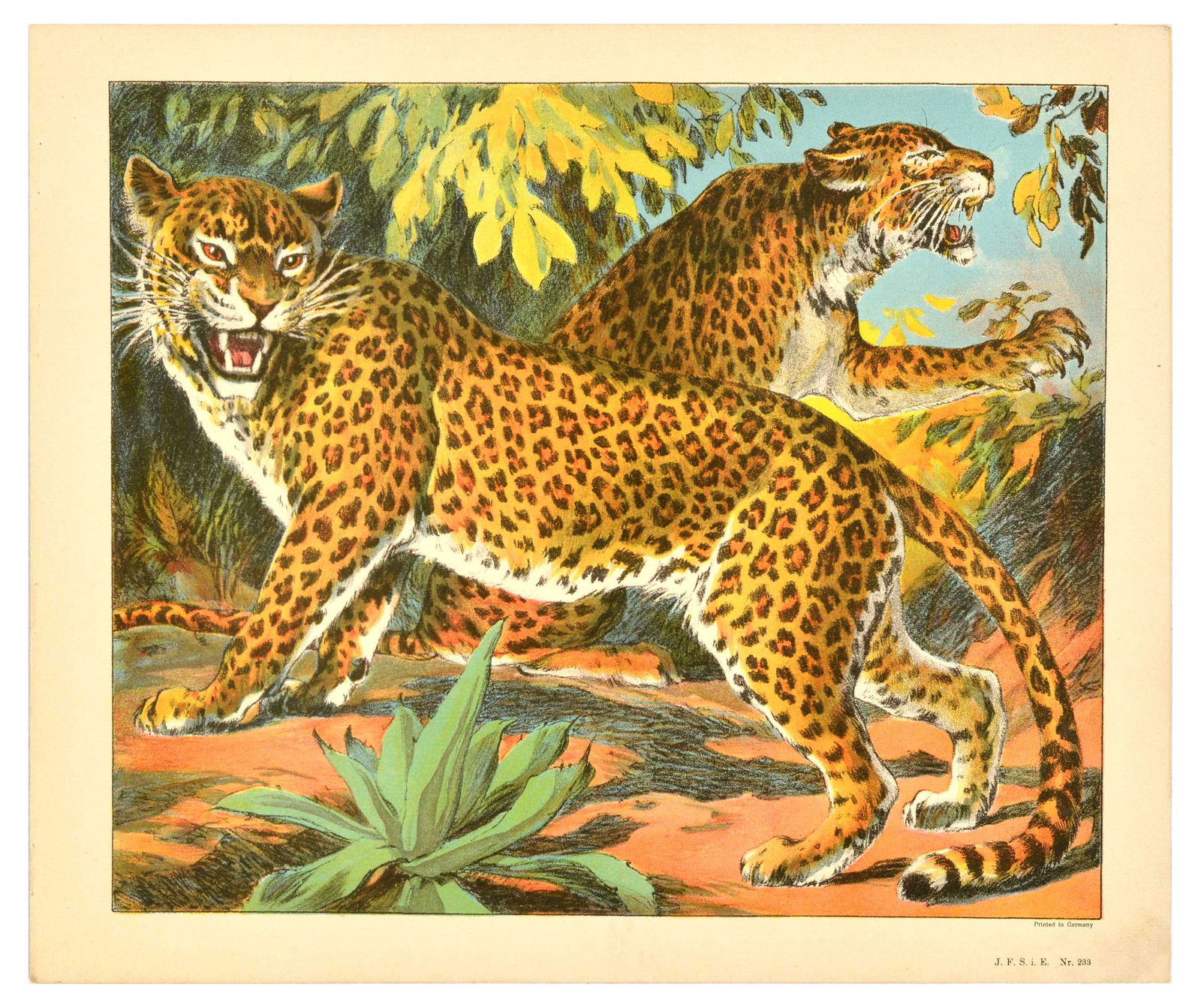 Antique Print Lithograph School Aid Leopard J F Schreiber (1 of 1)