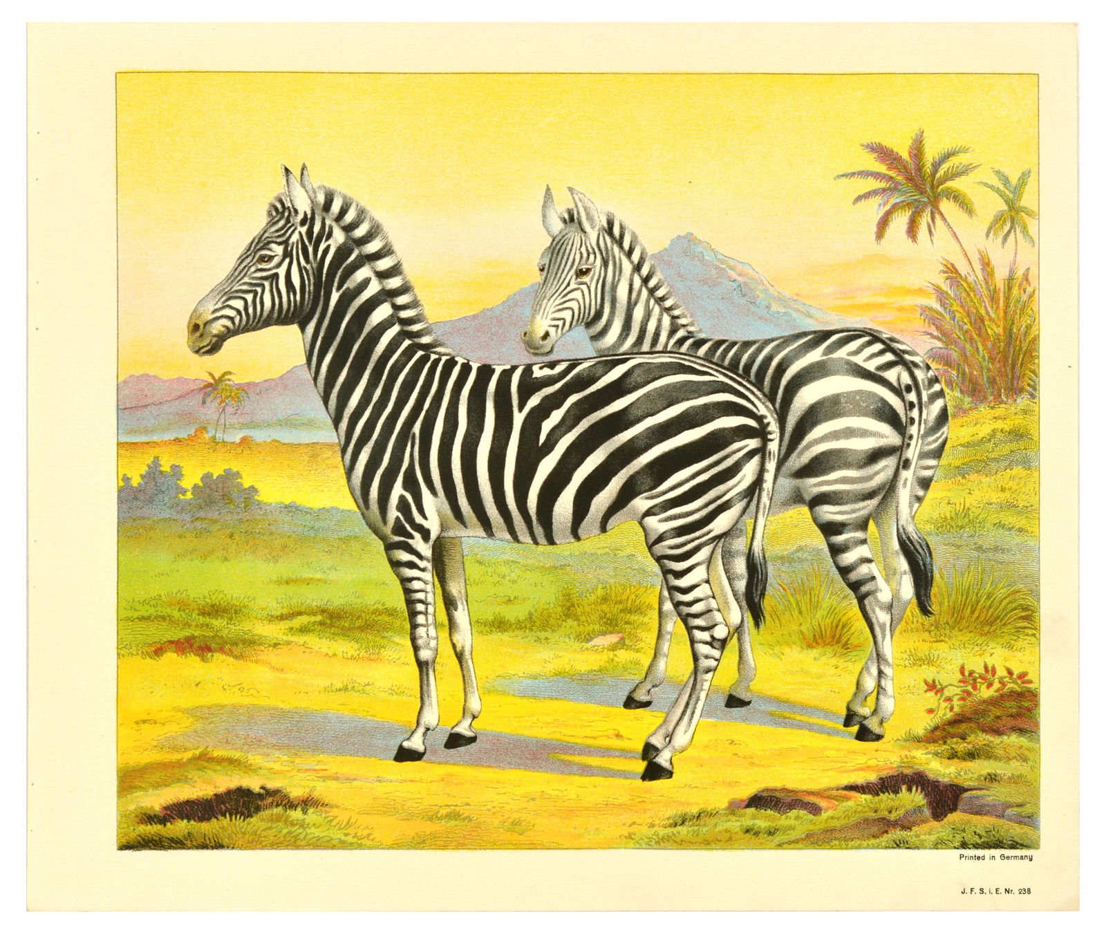 Antique Print Lithograph School Aid Set Elephant Zebra Camel Buffalo Schreiber (1 of 8)