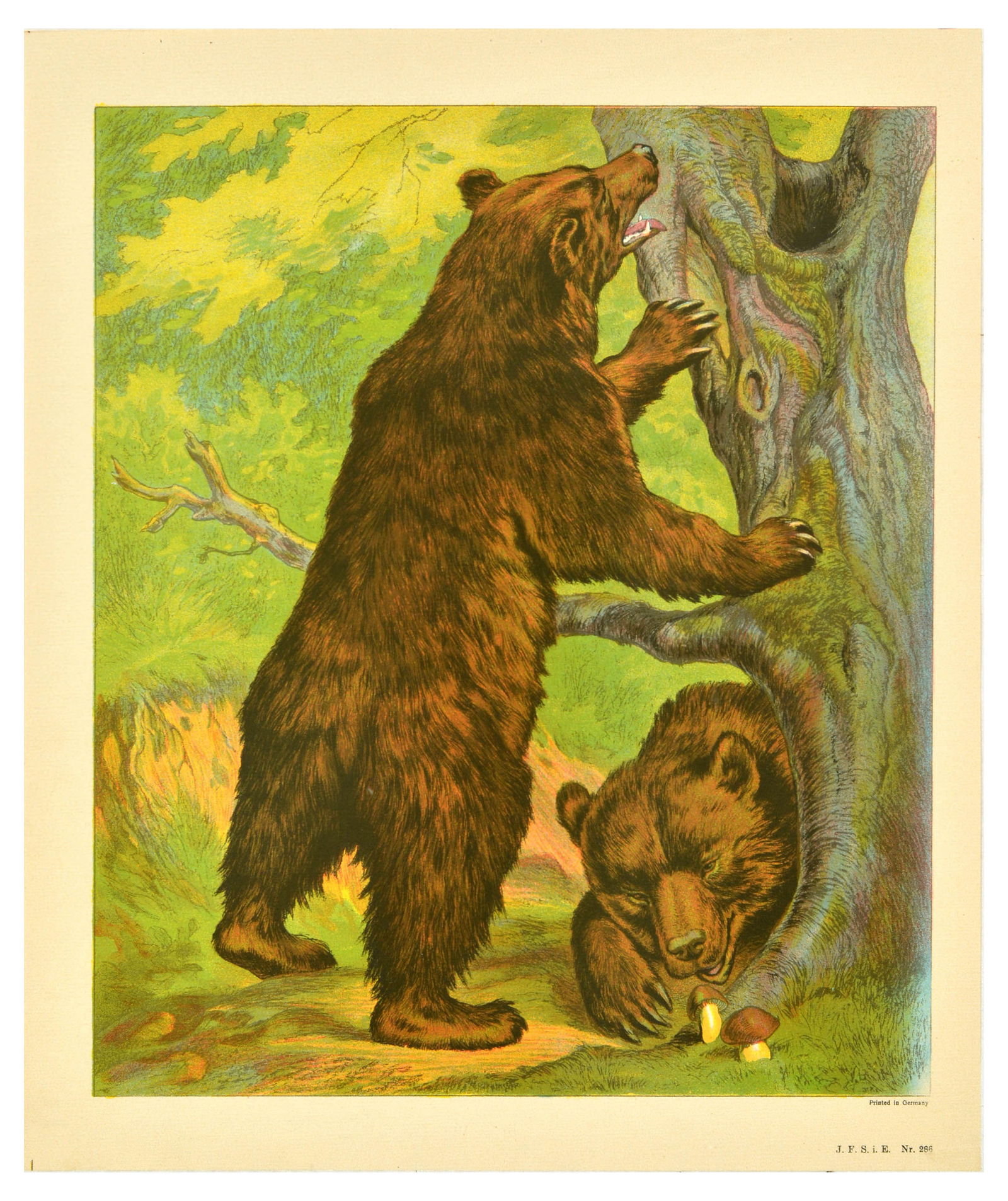 Antique Print Lithograph School Aid Goat Donkey Rat Bear Walrus Buffalo Schreiber (1 of 8)