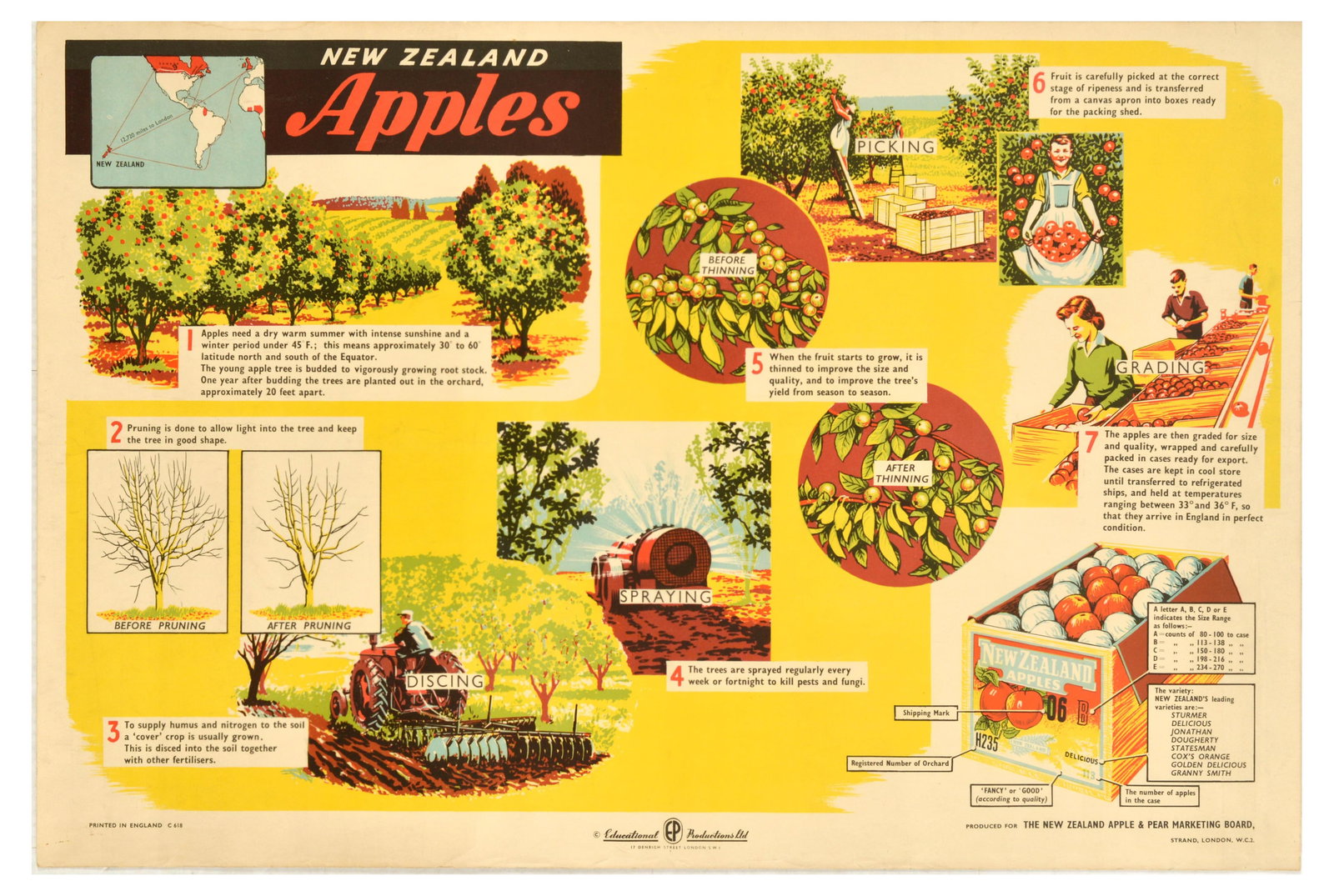 Advertising Poster New Zealand Apples Orchard Food Education: Original vintage educational poster New Zealand Apples, featuring a small inset showing distance of New Zealand from London, and a detailed depiction of fruit growing and harvesting, including informa