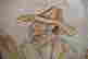 item-55862460=2