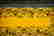 item-57534232=3