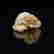 item-62217644=3