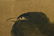 BADA SHAN REN, ZHU DA, FRAMED BIRD PAINTING - 5
