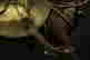 item-123308367=11