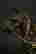 item-123308367=6