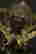 item-123308367=7