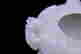 item-123309823=7