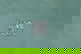 item-207693243=12
