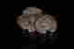 item-49930221=3