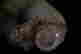 item-49930221=7