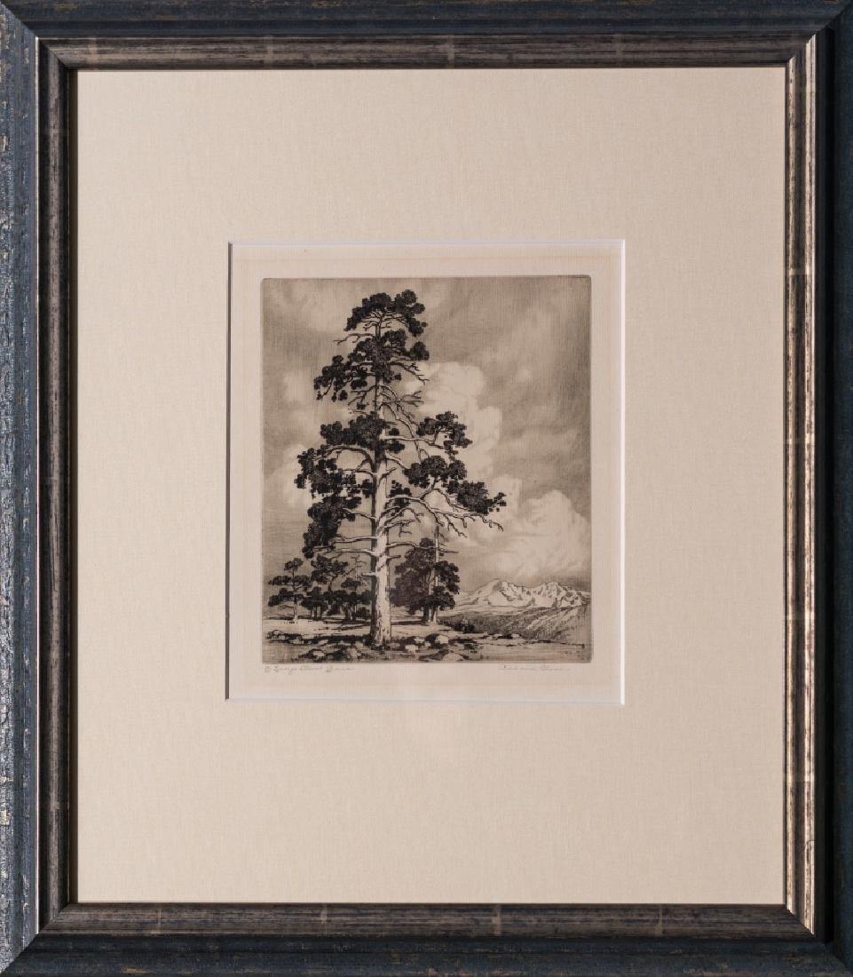 PINE AND CLOUDS - ESTES PARK (1 of 7)