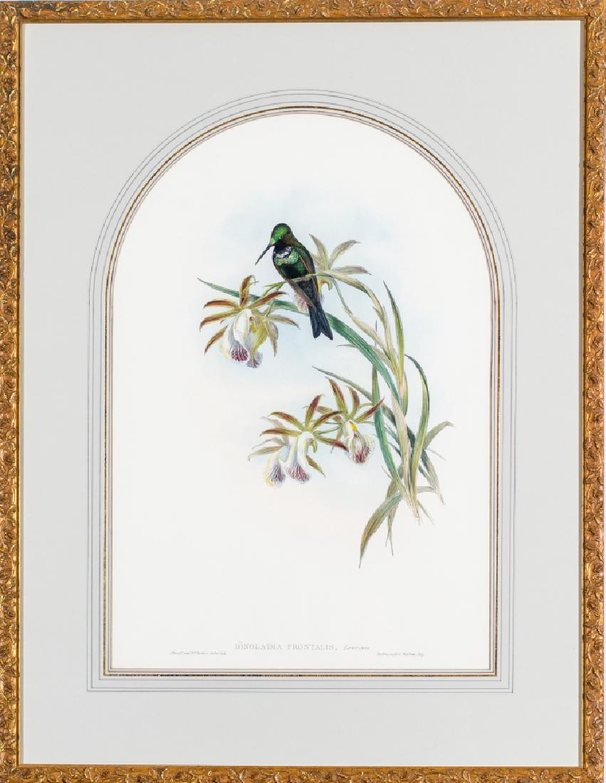 IONOLIAMA FRONTALIS, J. GOULD.  LITHOGRAPH (1 of 3)