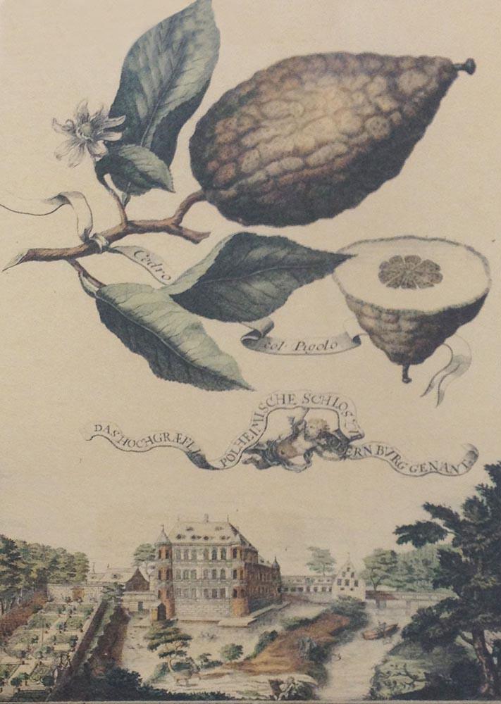 Volckamer, By Or After, 19th c. (1 of 2)