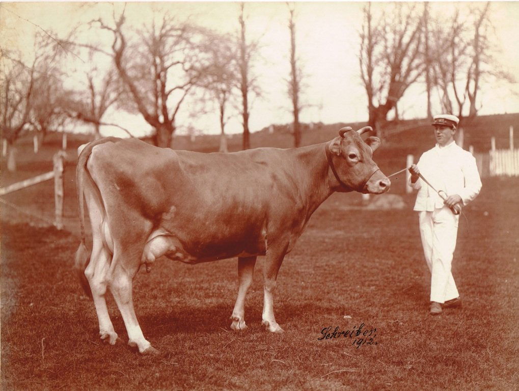 Signed George Schreiber and Sons Photograph of a Cow: This is a great signed photograph which came out of an estate in Philadelphia, Pennsylvania. The reverse of the photograph has writing in pencil Imported Rouette Lady 1st. Frederick Phillips. Schreibe