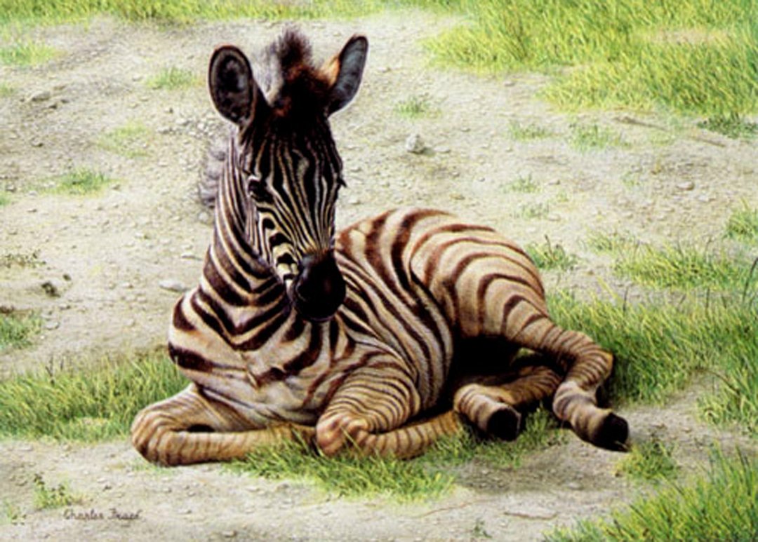 Charles Frace: Zebra Foal: Print Size 18 x 22 1/2 inchesPublished May 1975Original Portfolio