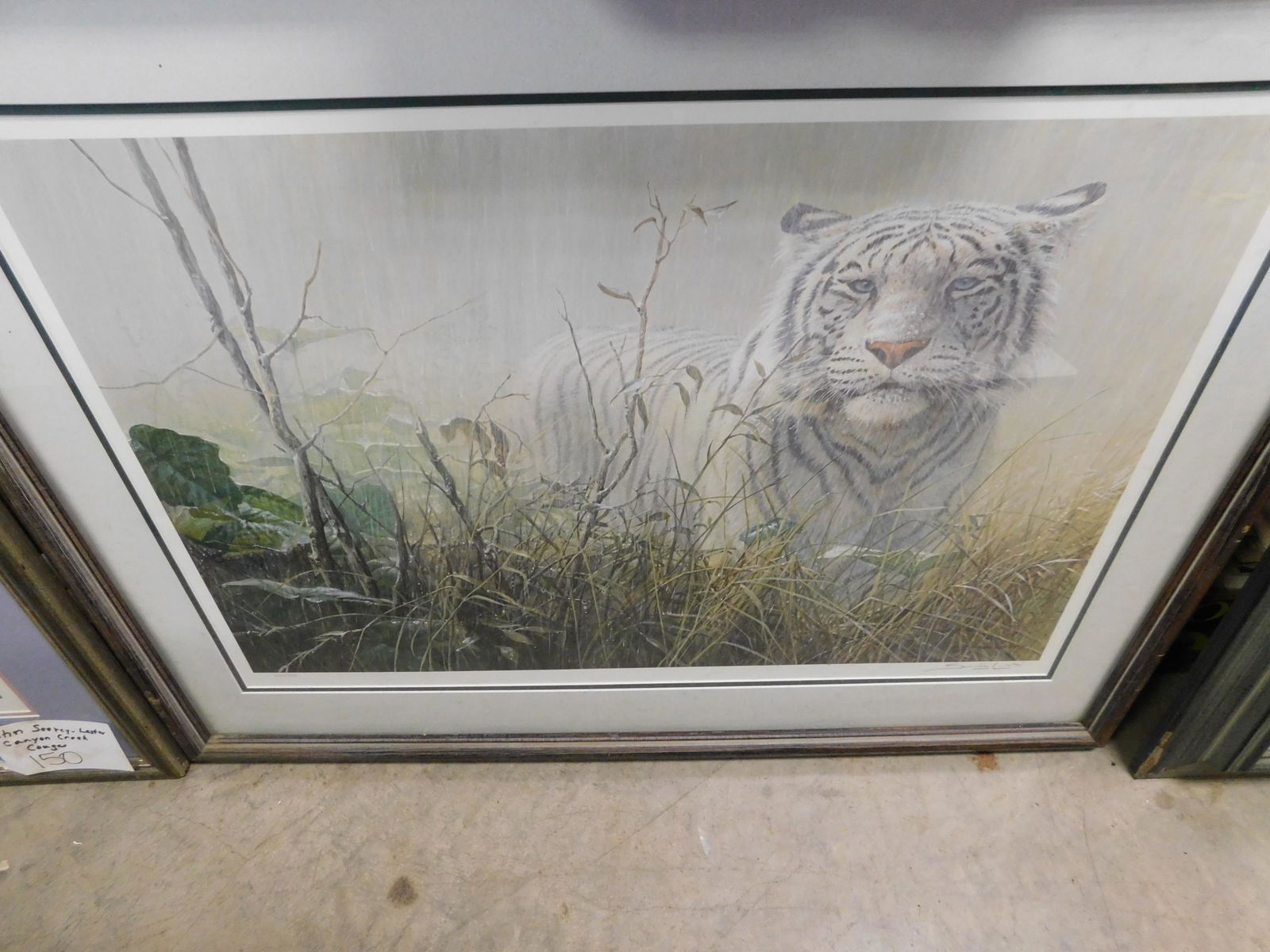 Framed White Tiger Lithograph (1 of 1)
