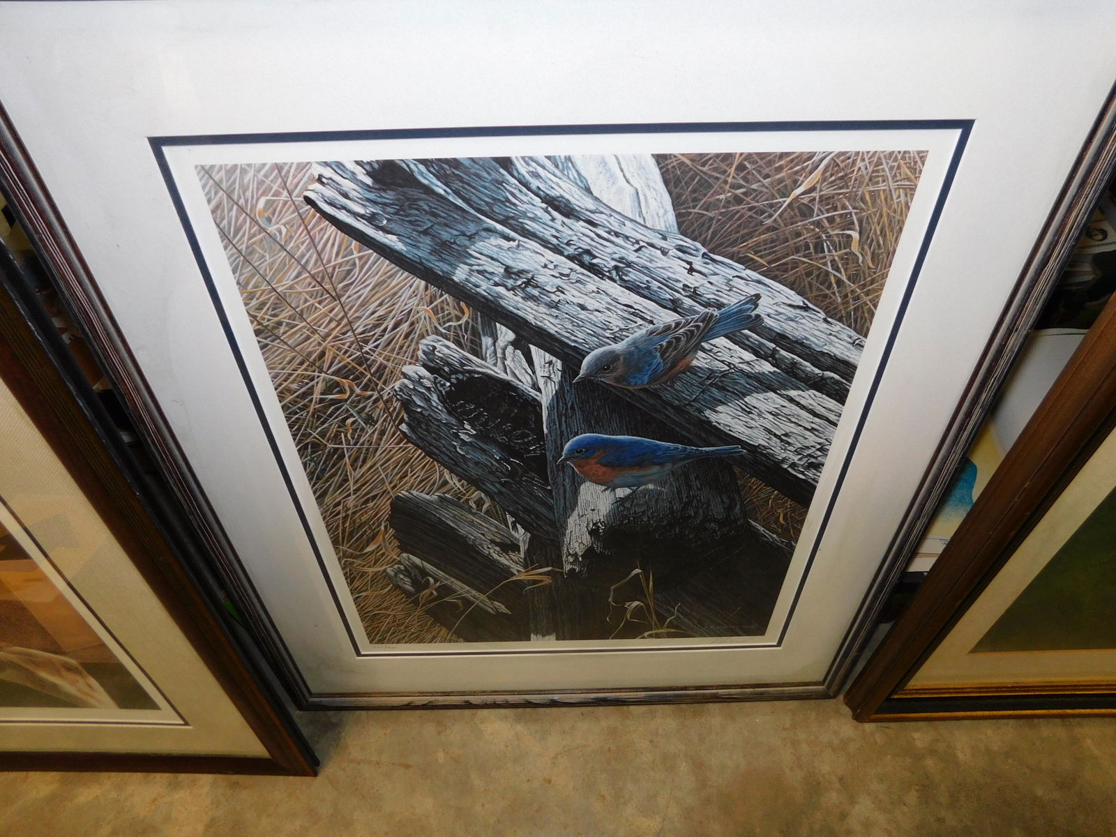 Rail Fence Bluebirds Lithograph (1 of 1)
