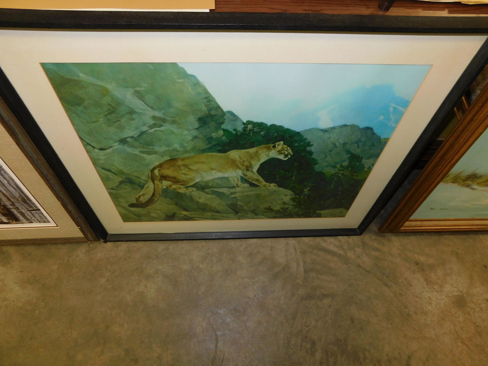 Framed Puma Print: Framed print of a puma. By Rungis. You are bidding at a live sale. Please read the terms and conditions. This sale will be broadcast live on sale day with full descriptions of each lot being sold, as