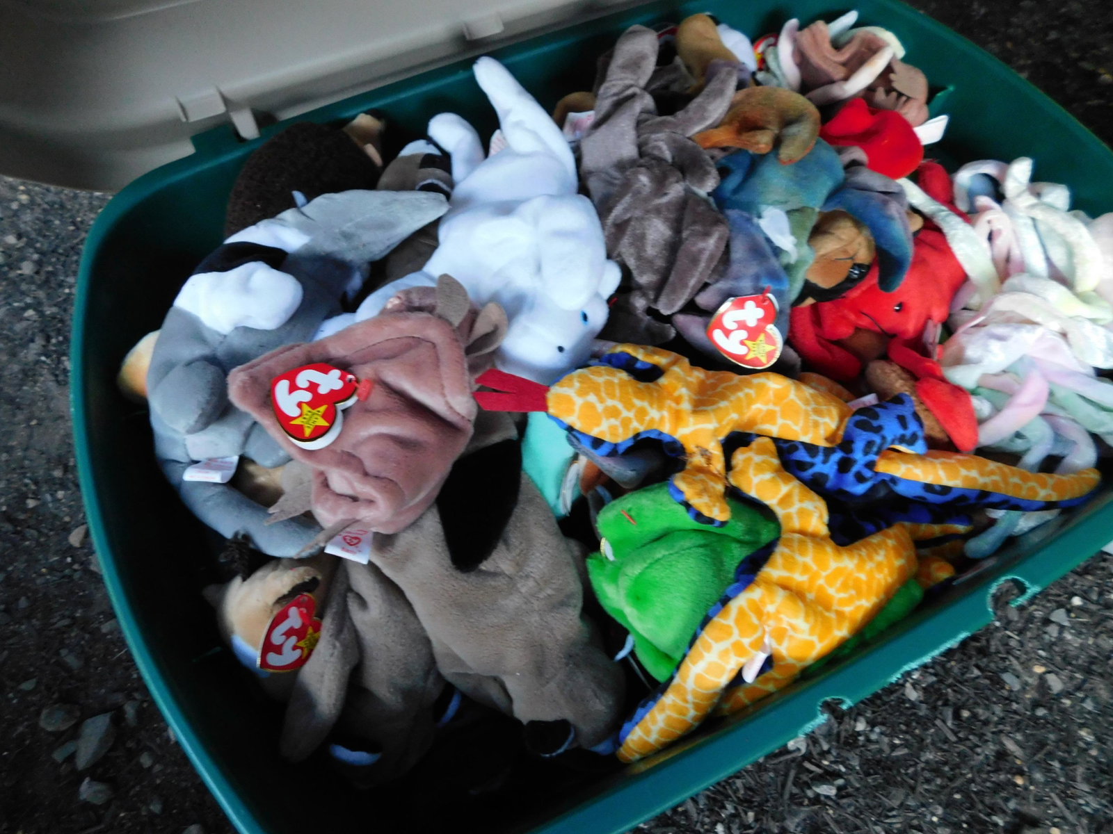 Lot of Beanie Babies: Large lot of Beanie Babies. May have some water damage. You are bidding at a live sale. Please read the terms and conditions. This sale will be broadcast live on sale day with full descriptions of eac