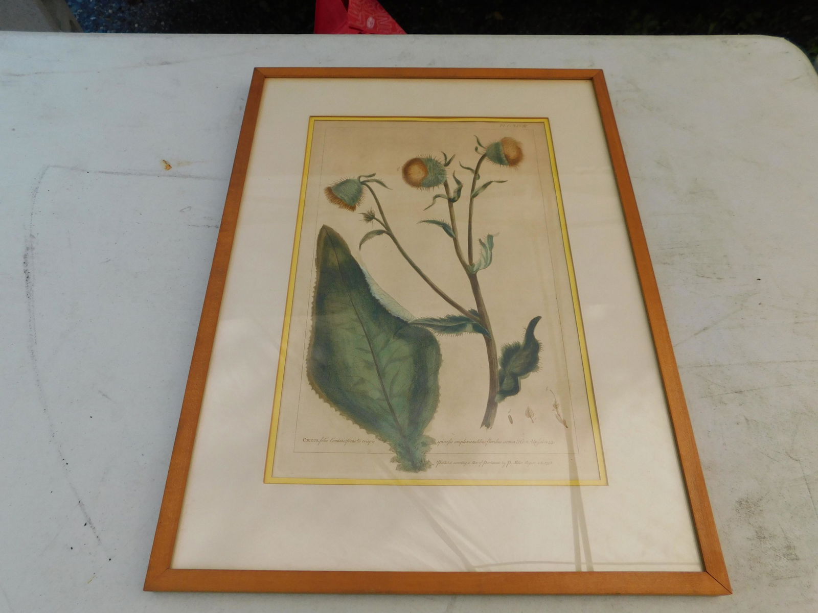Early Botanical Etching: Early Botanical Etching Hand Colored. Image measures 9" L x 13" T You are bidding at a live sale. Please read the terms and conditions. We are offering no contact pick up at our South Brunswick locati