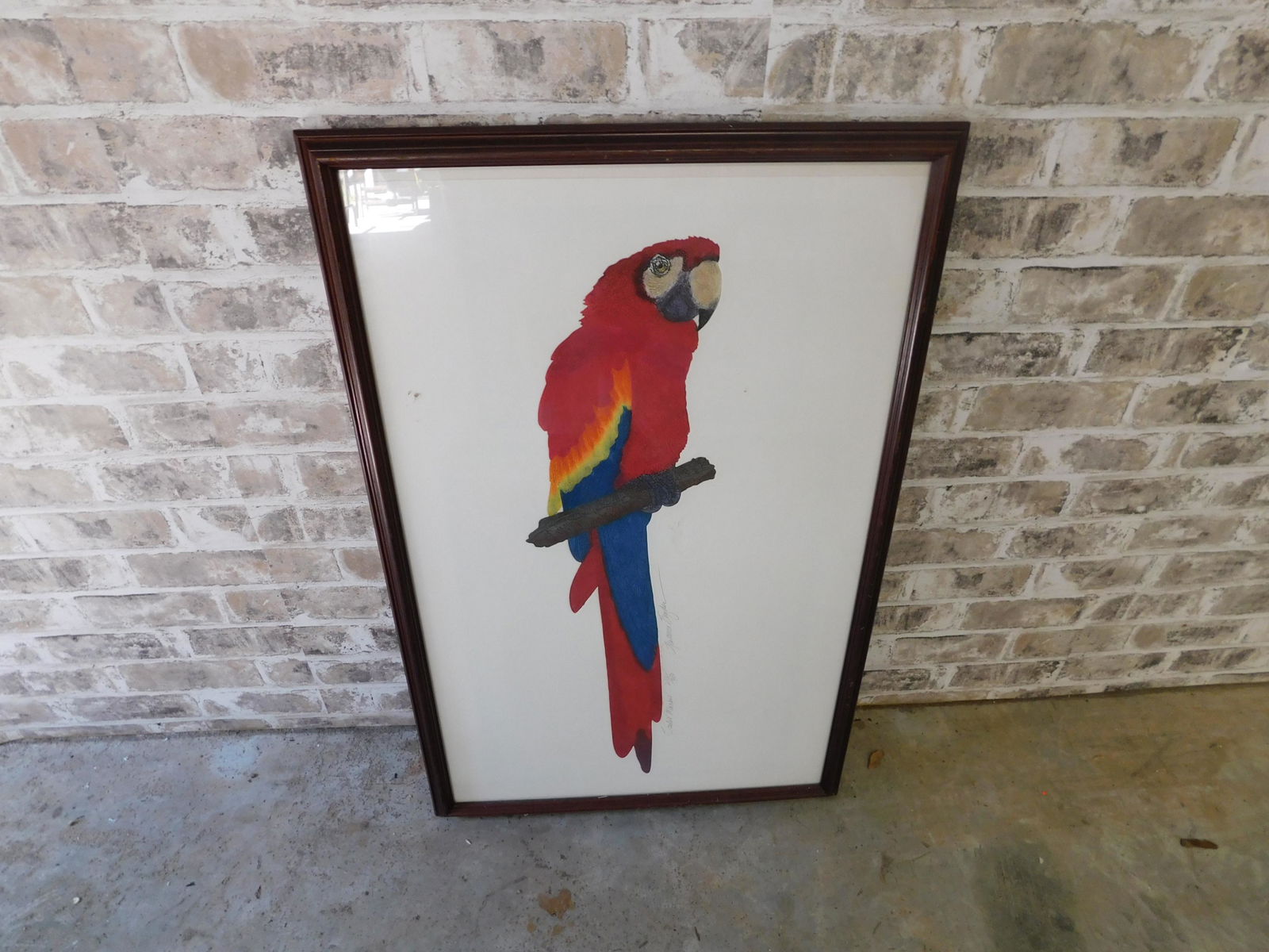 Framed Lithograph of Macaw (1 of 5)