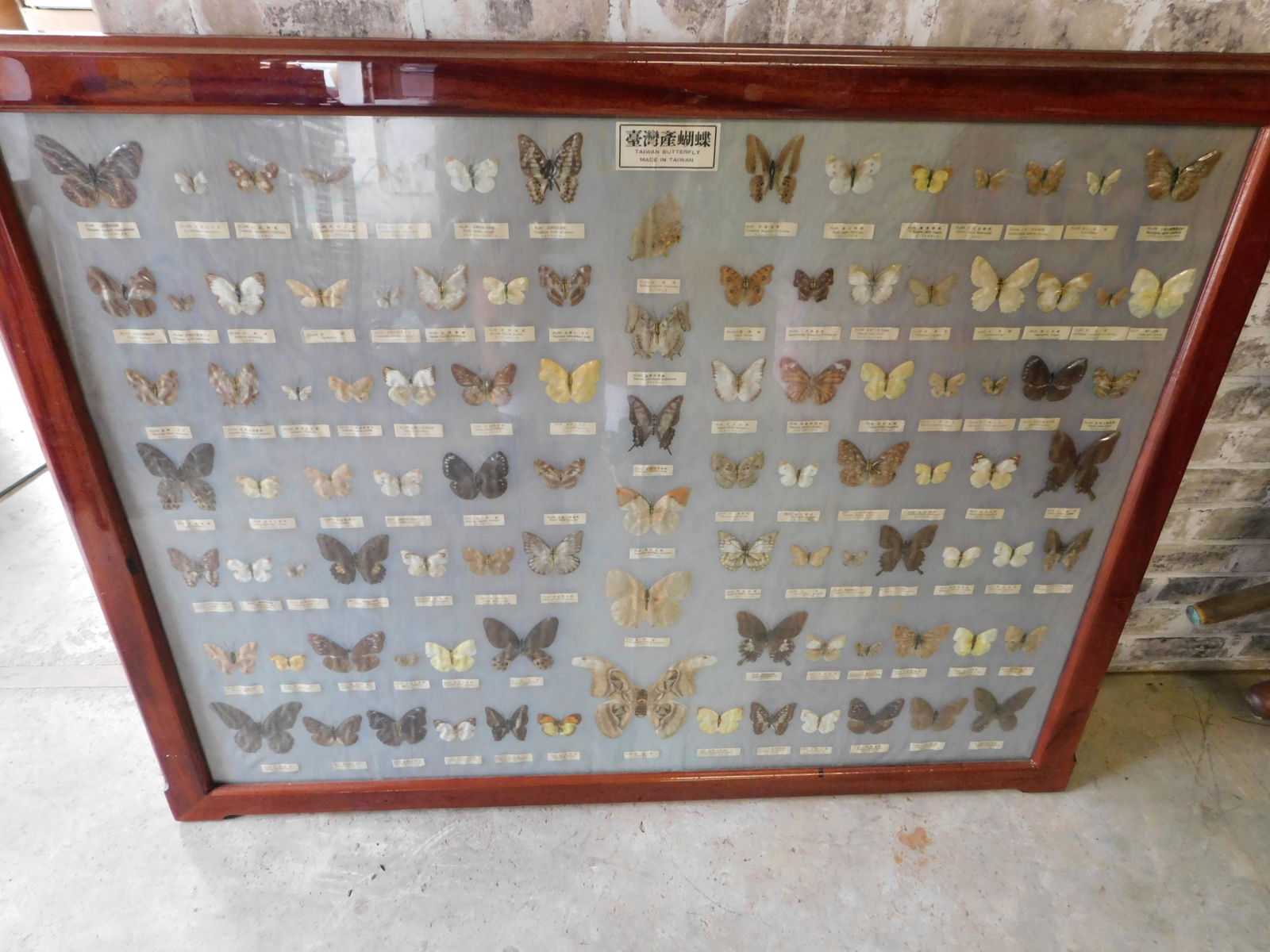Large Framed Collage of Butterflies: Large Framed Collage of Butterflies. Measures 37" tall x 47" wide. You are bidding at a live sale. Please read the terms and conditions. This sale will be broadcast live on sale day with full descript