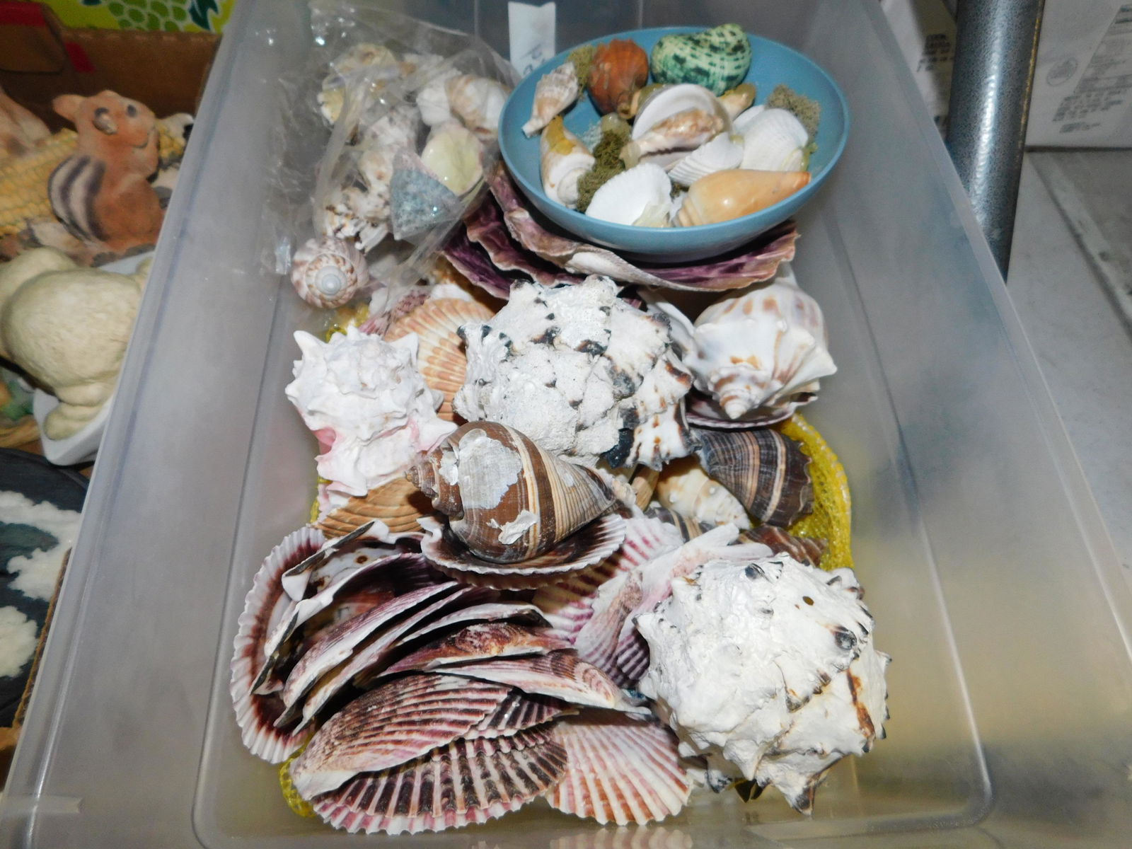 Lot of Shells: Lot of Shells. You are bidding at a live sale. Please read the terms and conditions. This sale will be broadcast live on sale day with full descriptions of each lot being sold, as well as video feed o