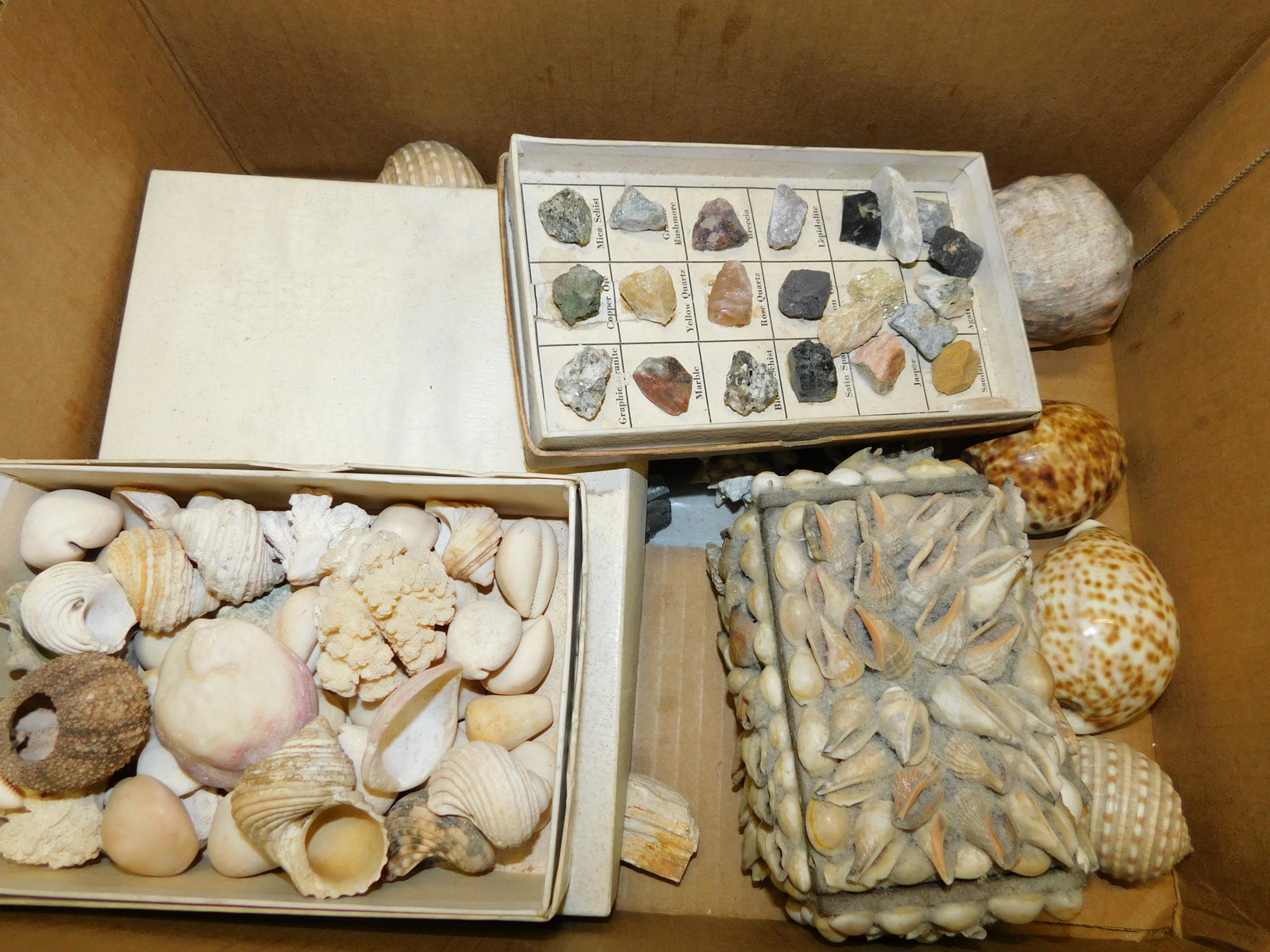 Box Lot of Seashells and Mineral Rocks (1 of 1)