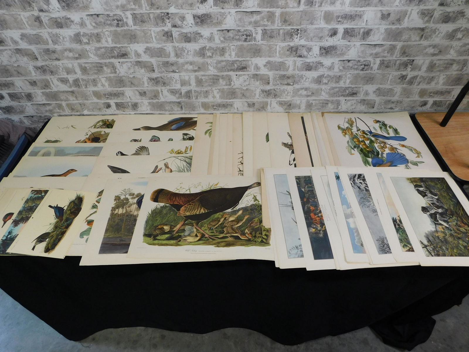 Lot of Bird Prints and Calendars Prints (1 of 9)