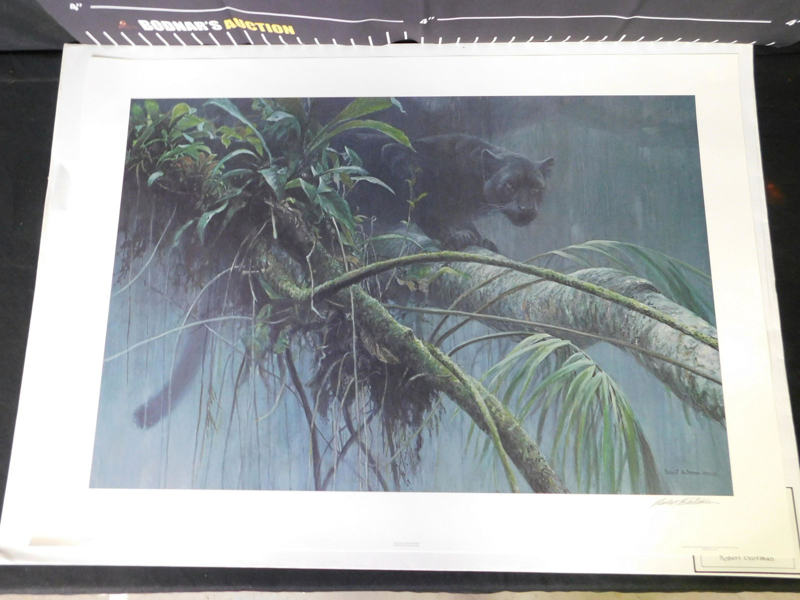 Unframed Print Entitled "Shadow of the Rainforest" (1 of 6)