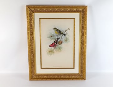 Lithograph with Hand Coloring by John Gould