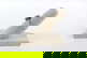 item-209092081=3